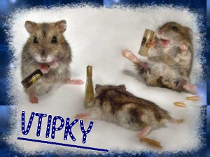 misky-vtipky.jpg